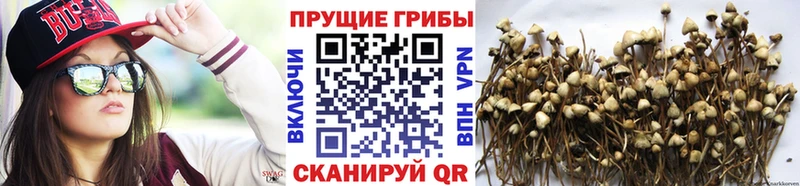где можно купить   Трубчевск  Псилоцибиновые грибы Psilocybe 
